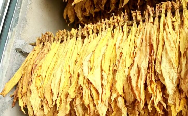 “烘烤出來(lái)的煙葉非常漂亮，色澤勻稱鮮亮，不像以前燃煤烘烤容易掛灰，鋸末顆粒機(jī)的顆粒燃料烤煙既環(huán)保又降低了勞動(dòng)強(qiáng)度。”在該村溠水坪烘烤工場(chǎng)，種植戶張國(guó)輝忙著將一桿桿“黃金葉”從生物質(zhì)新能源烤房中取出，他對(duì)“綠色烘烤”贊不絕口。